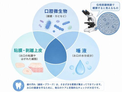 位相差顕微鏡で歯の汚れを観察すると何がみえますか?